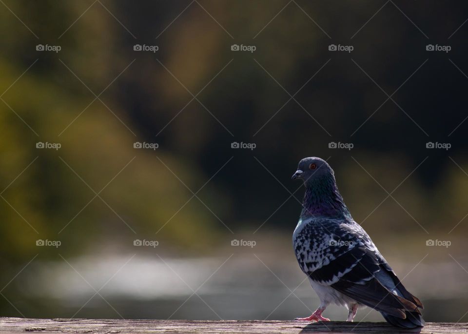 Pigeon Portrait 