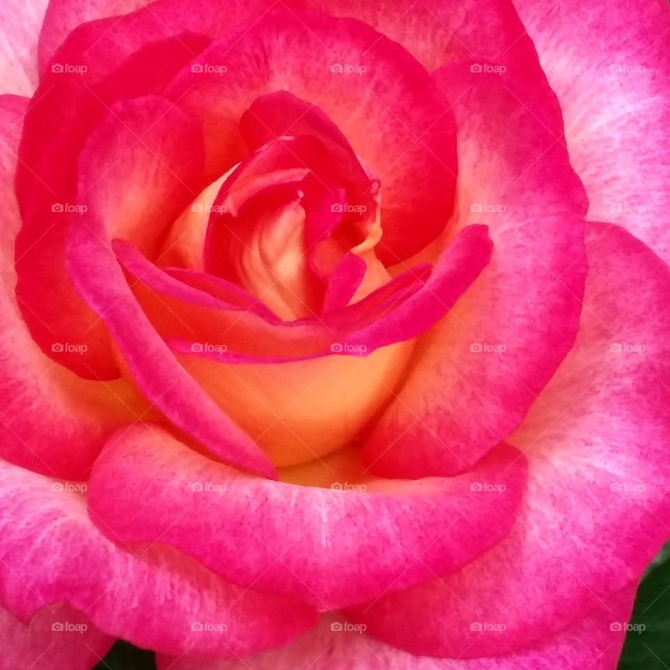 close in action pink and yellow