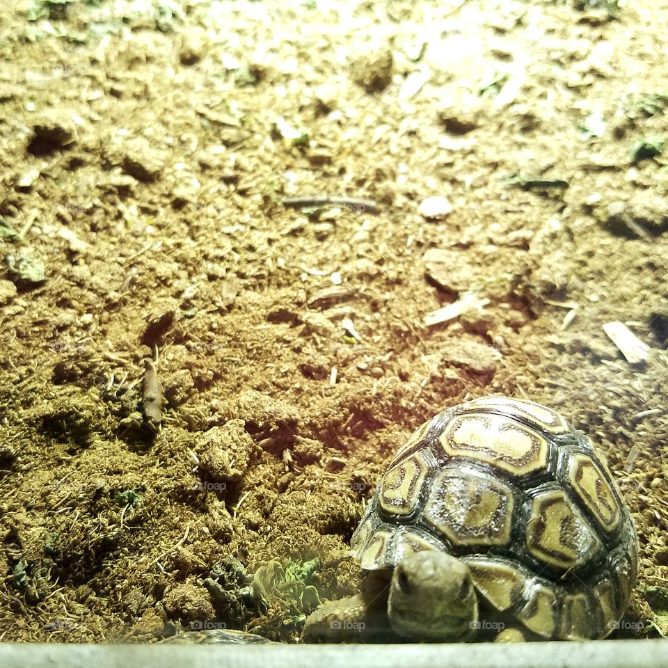 Baby Tortoise