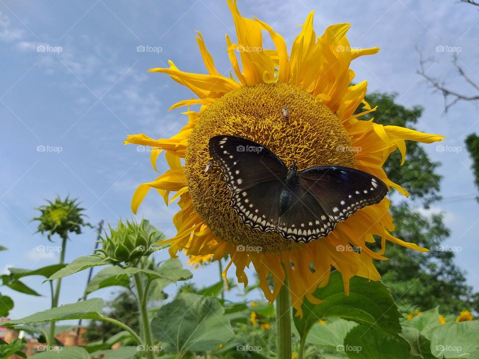 butterfly on sun flowers