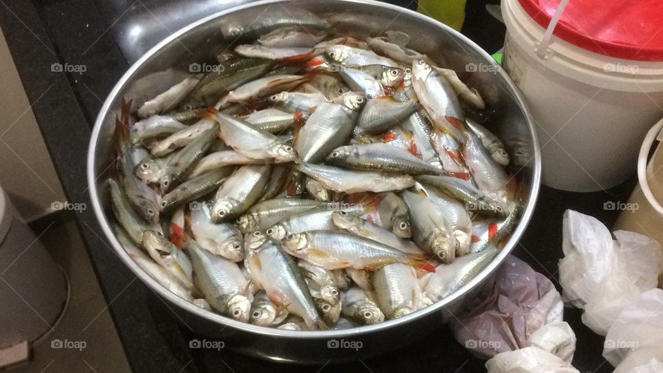 Peixe lambari 
