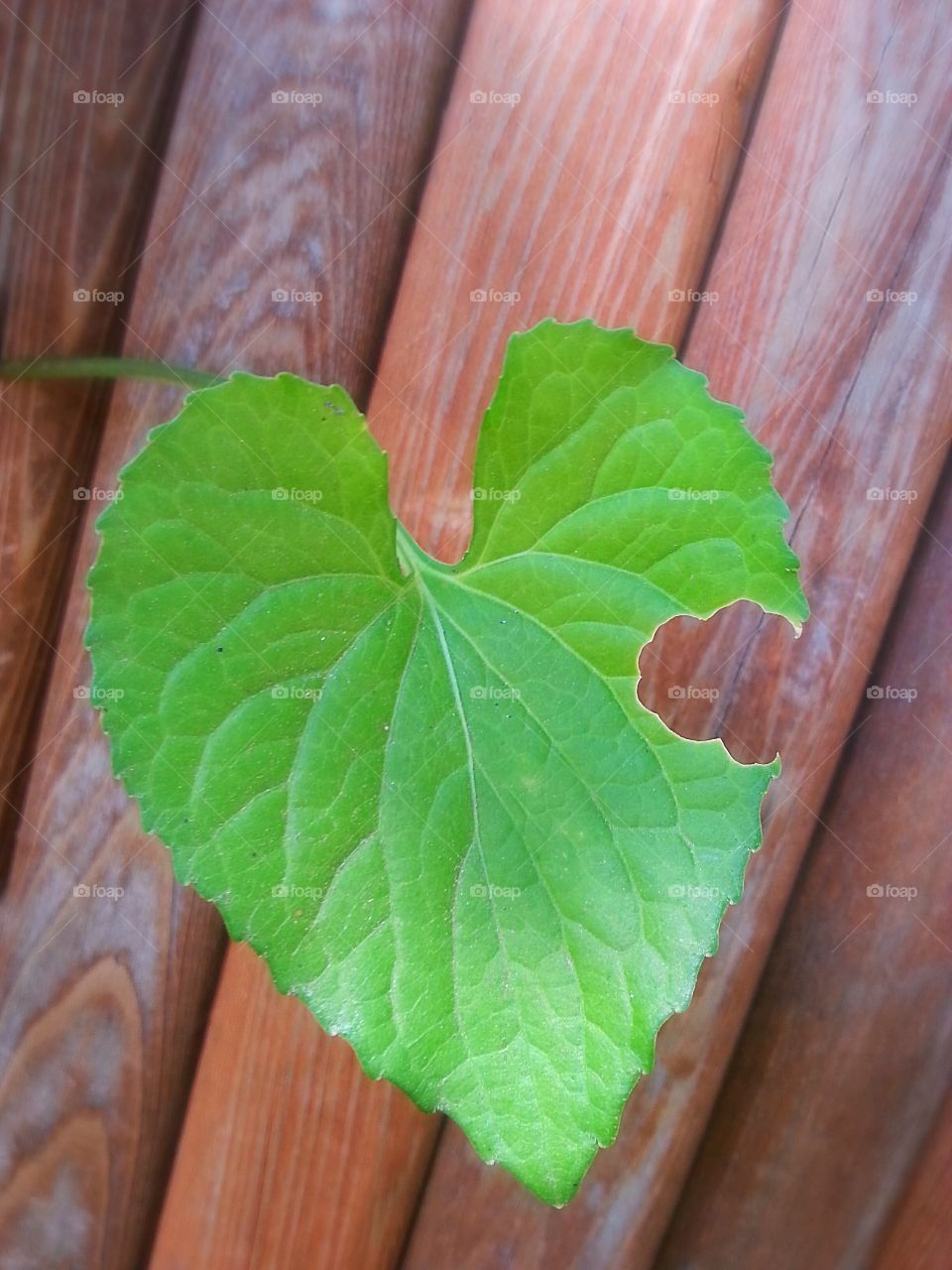 You Took A Bite Out Of My Heart