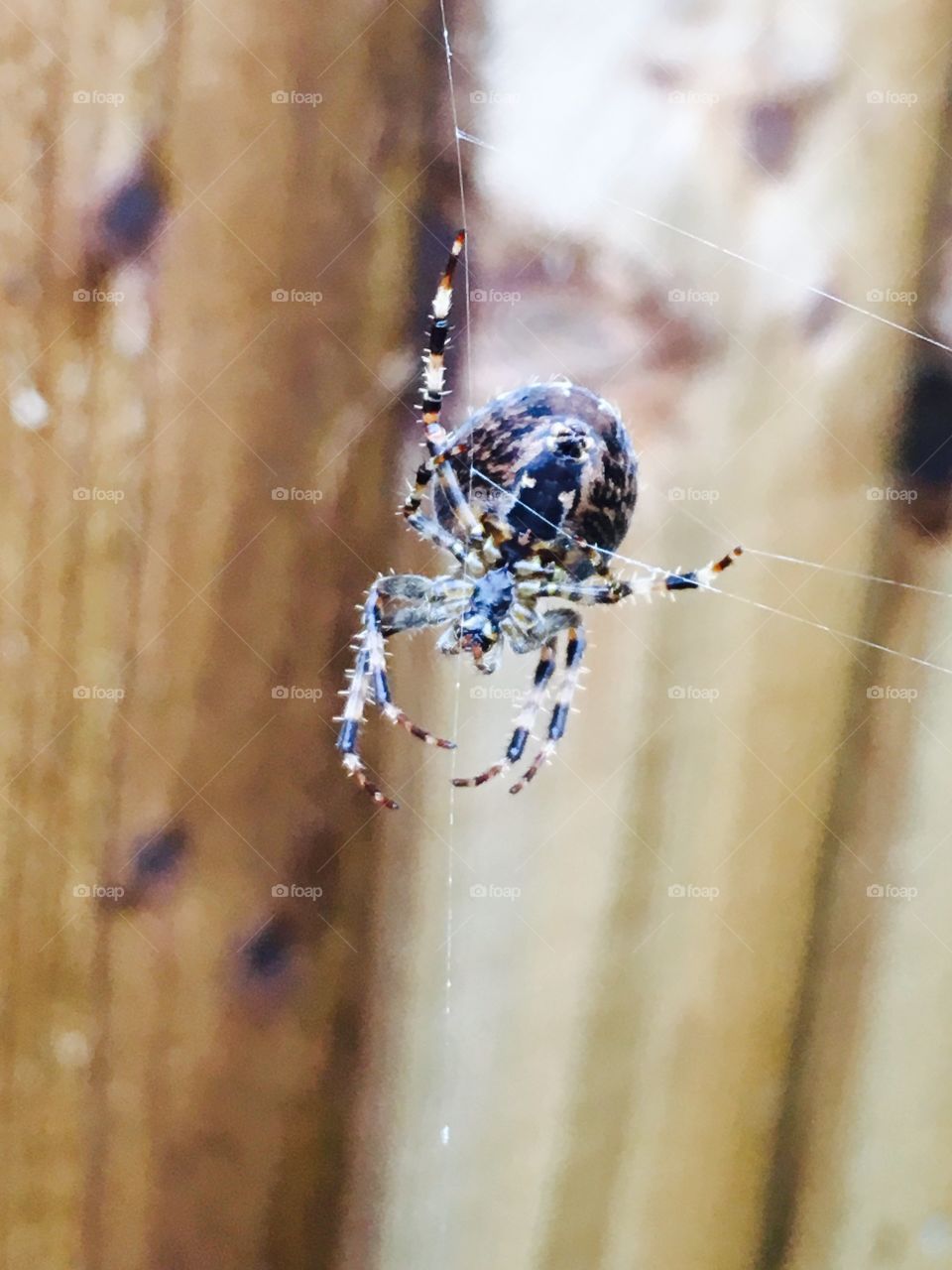 Garden spider 