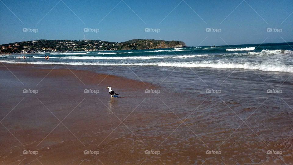 Sea - bird - Brazil