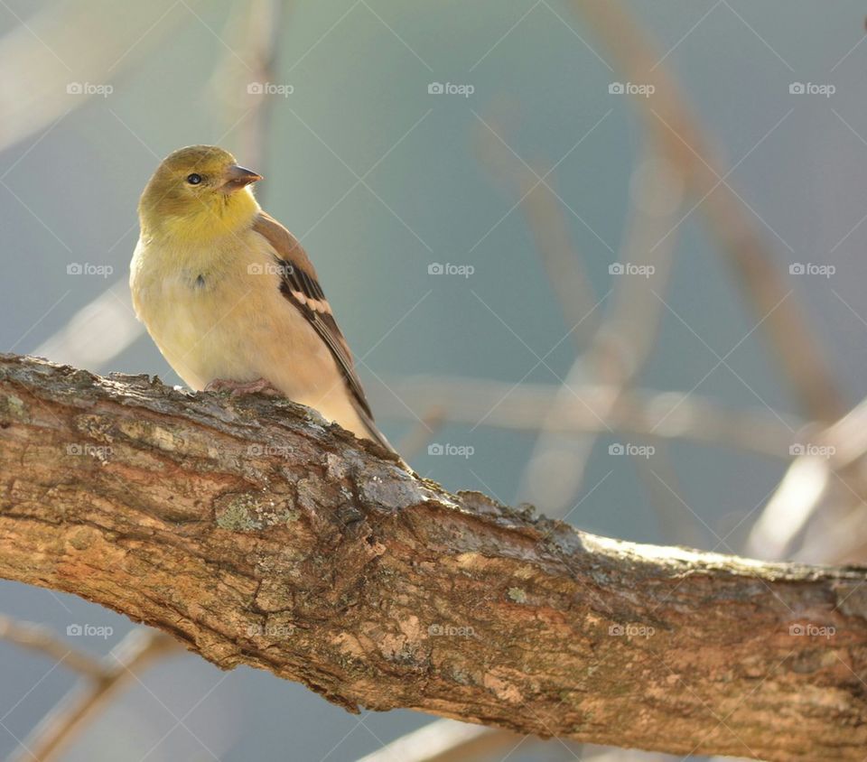 Goldfinch bird