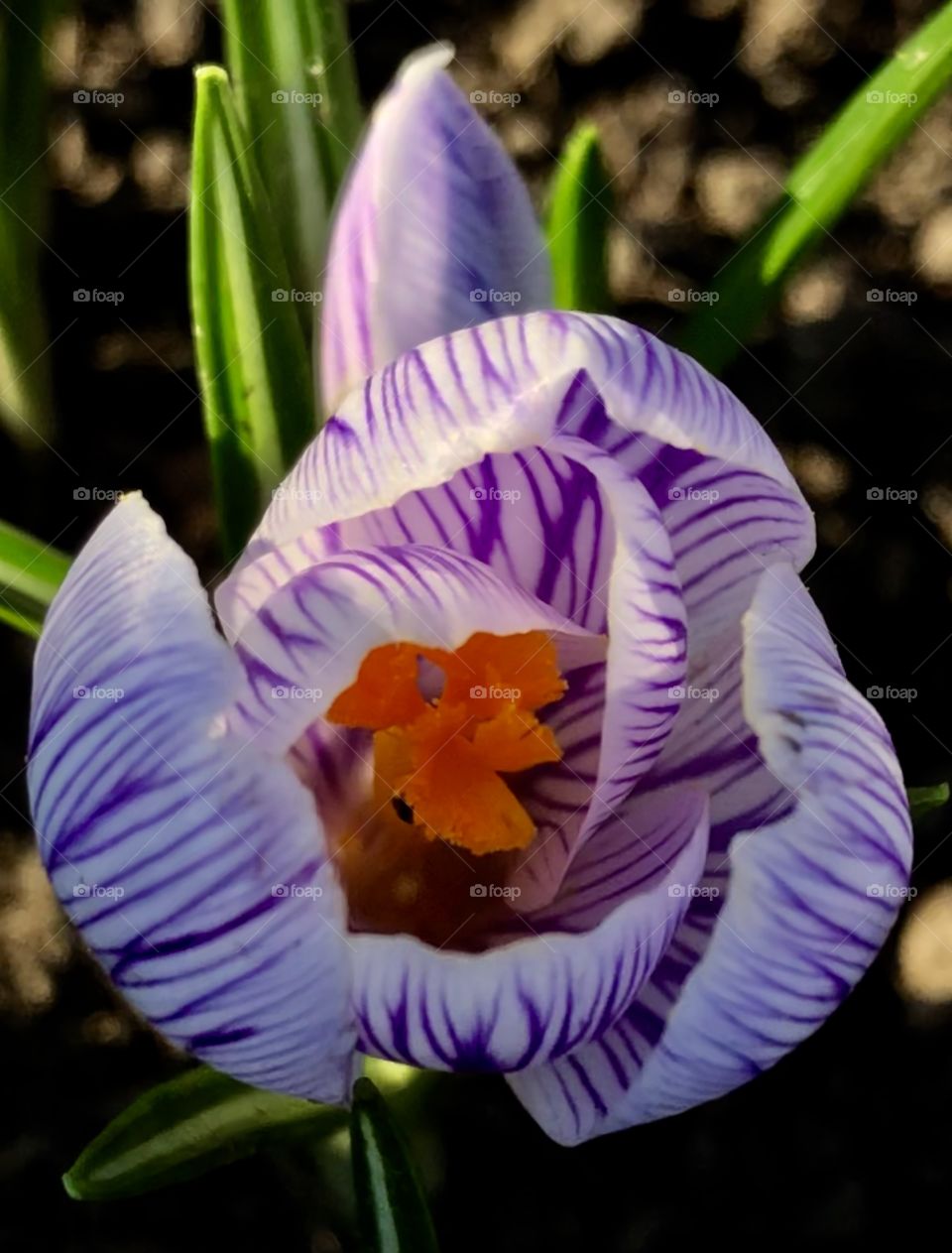 Crocus 