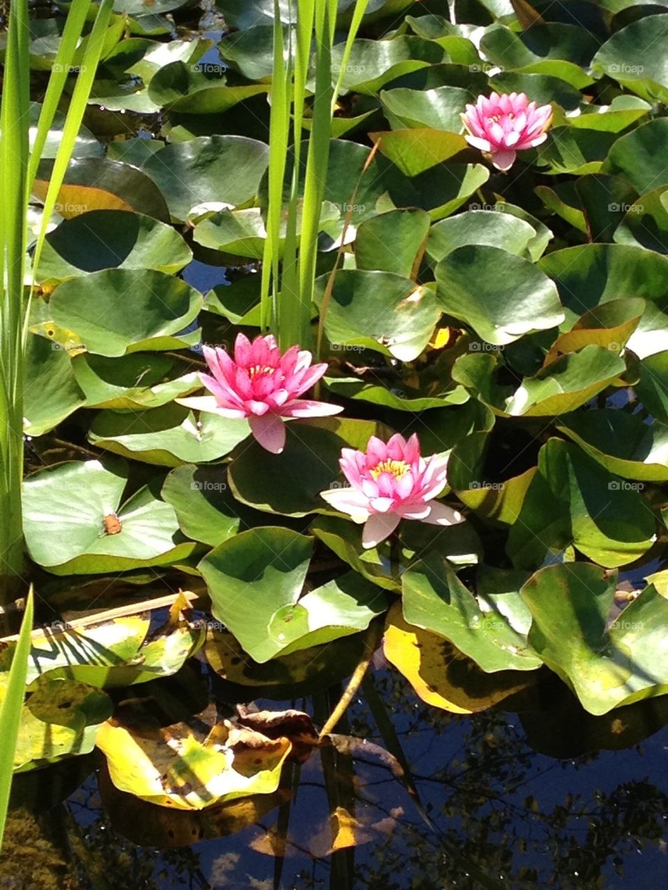 Water Lilies 2