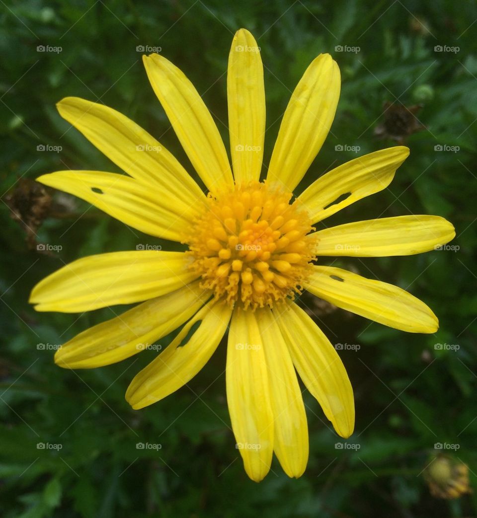 Lovely Yellow