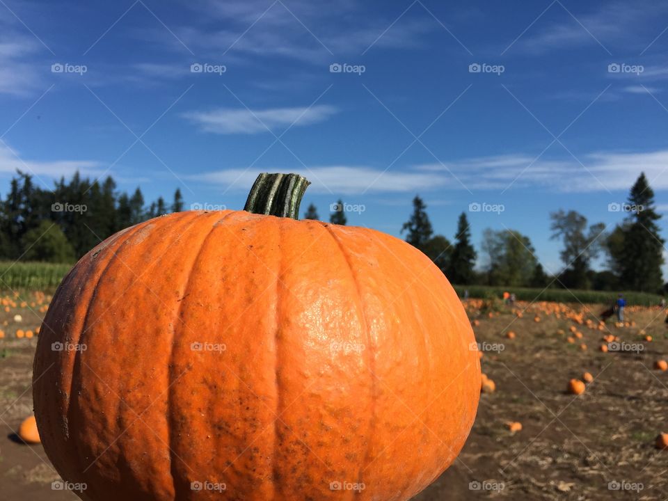 Pumpkin, Fall, Halloween, Pasture, No Person