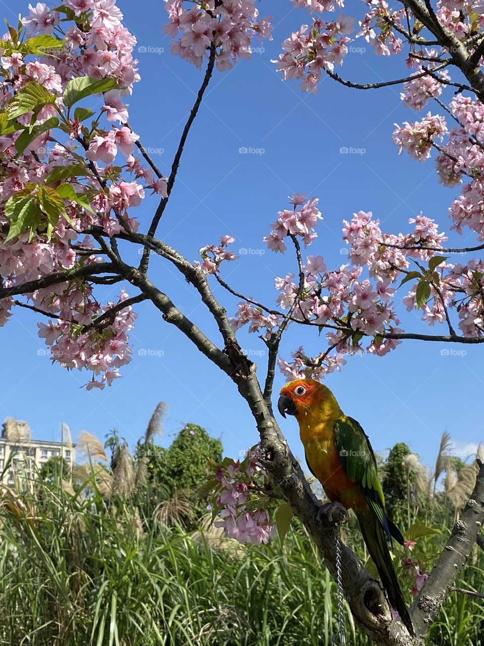 Cute parrot on the cherry tree. Lovely spring and chill life.