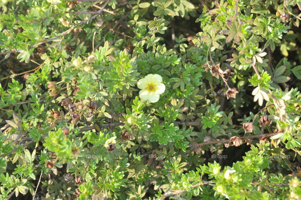 garden close-up