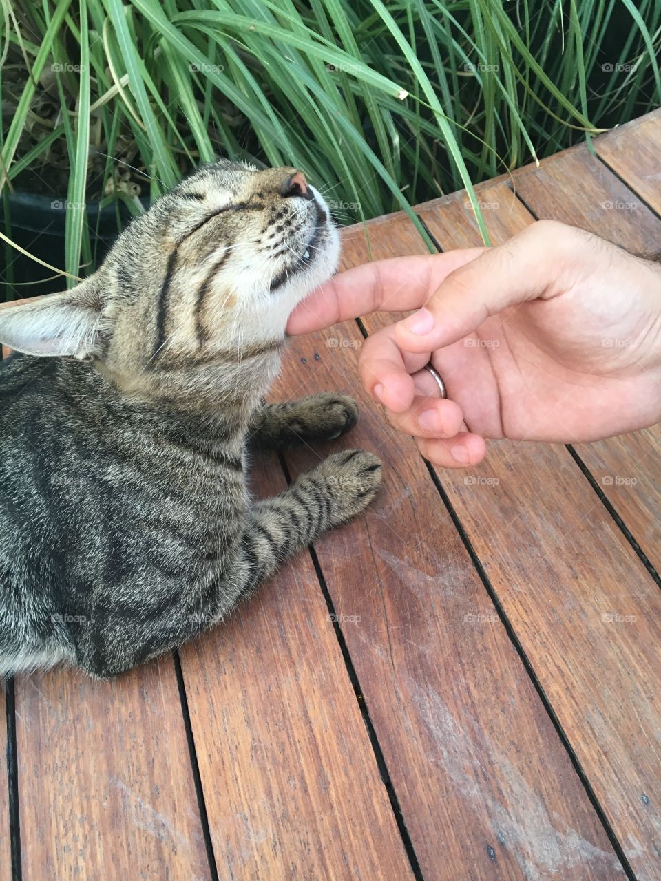 A male hand petting a stray cat