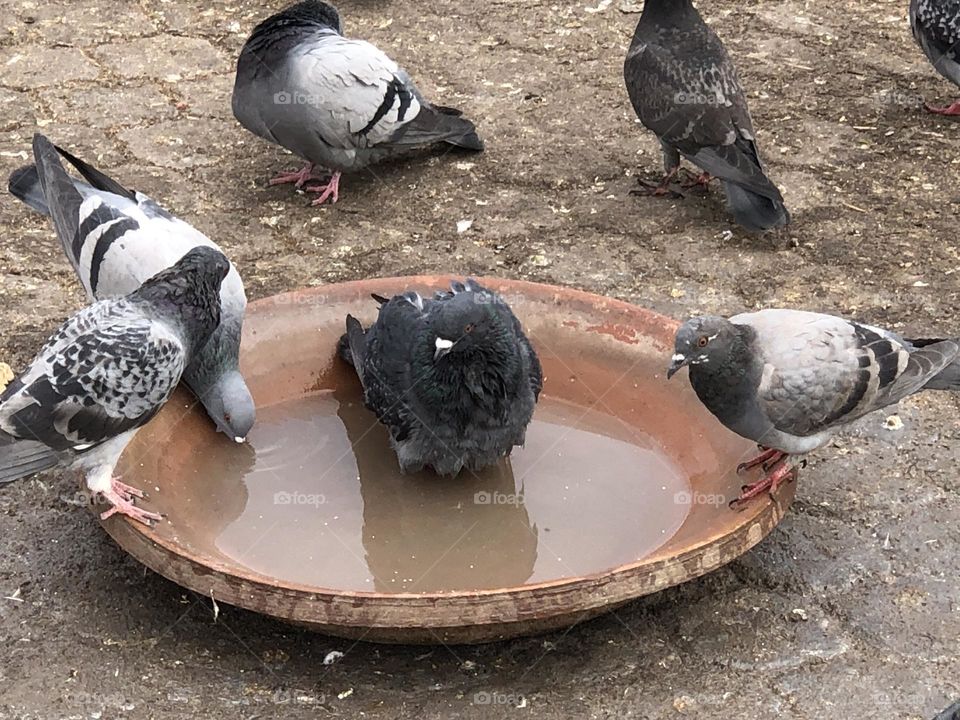 Beautiful pigeons in the water