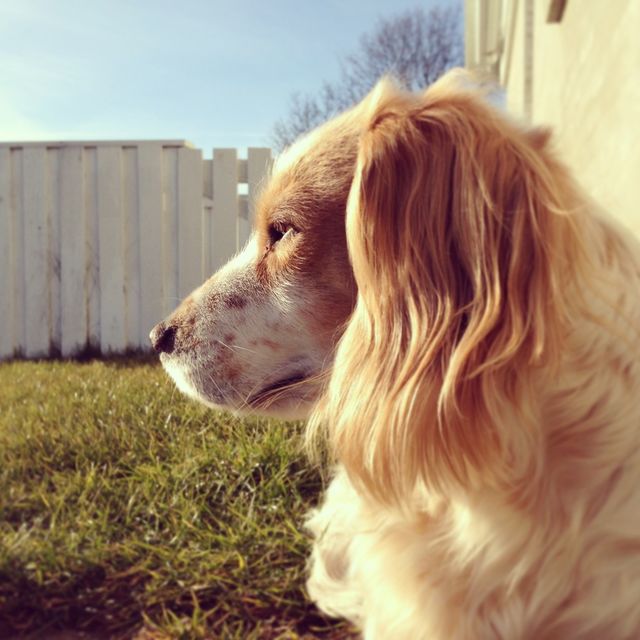 Thoughtful dog