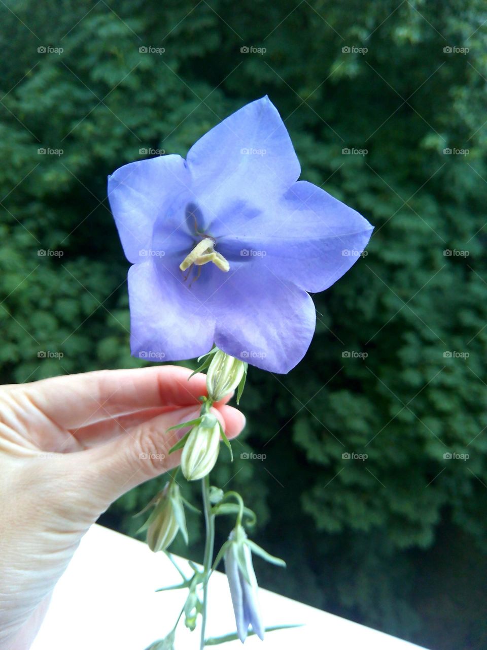 blue bell flower in the hand