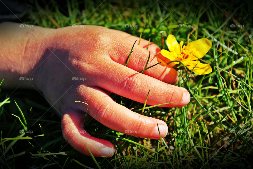 picking flower. Summer in norway