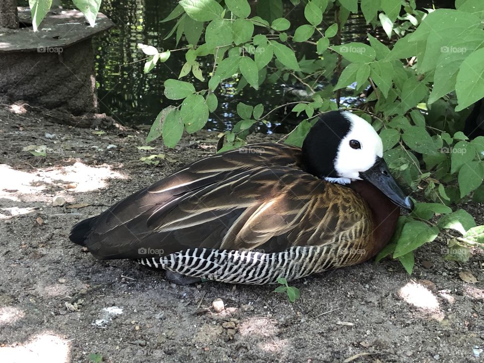 Bird at the zoo