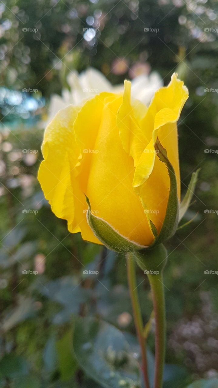 charming yellow rose bud closeup