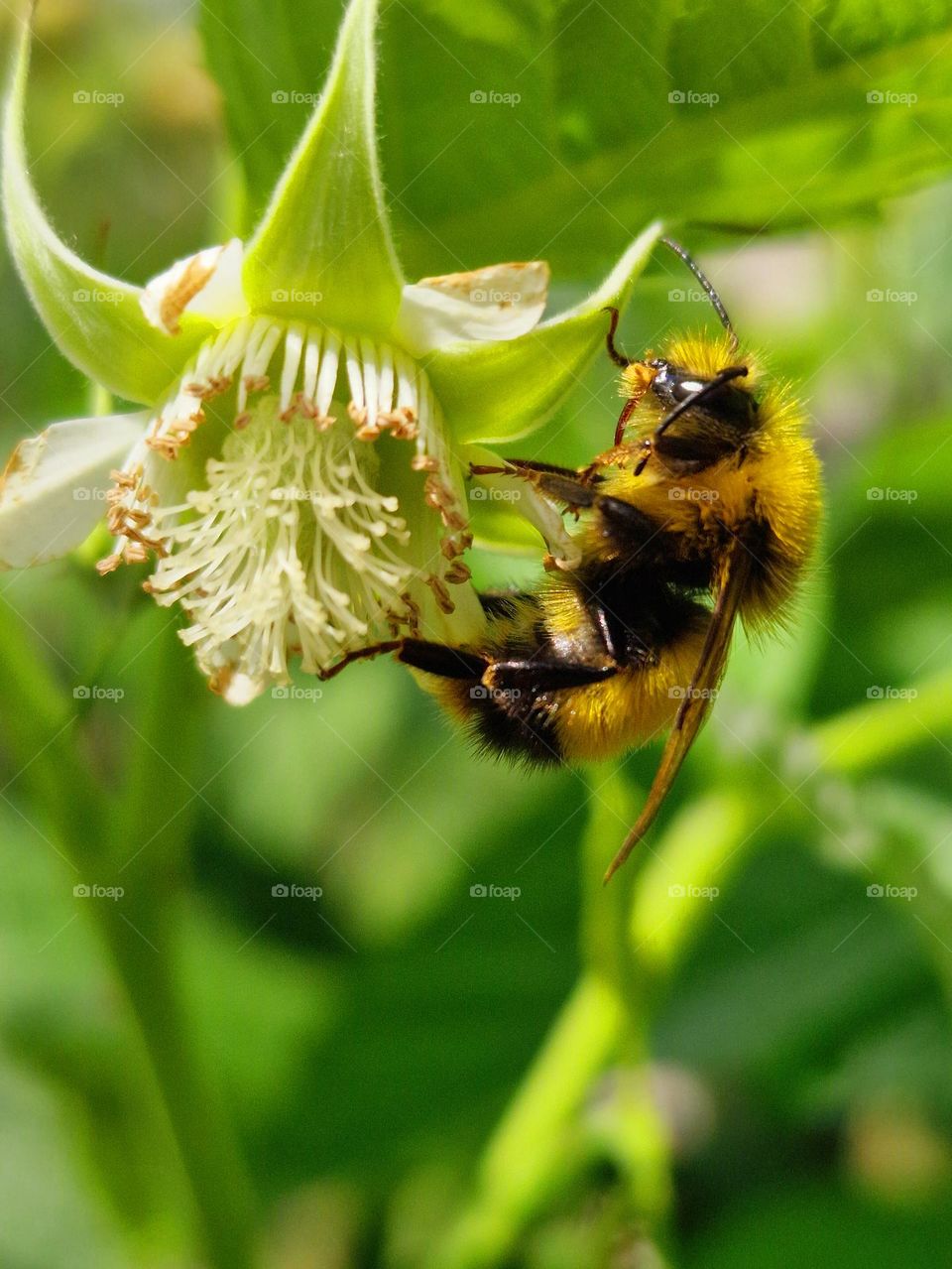 bee on flower