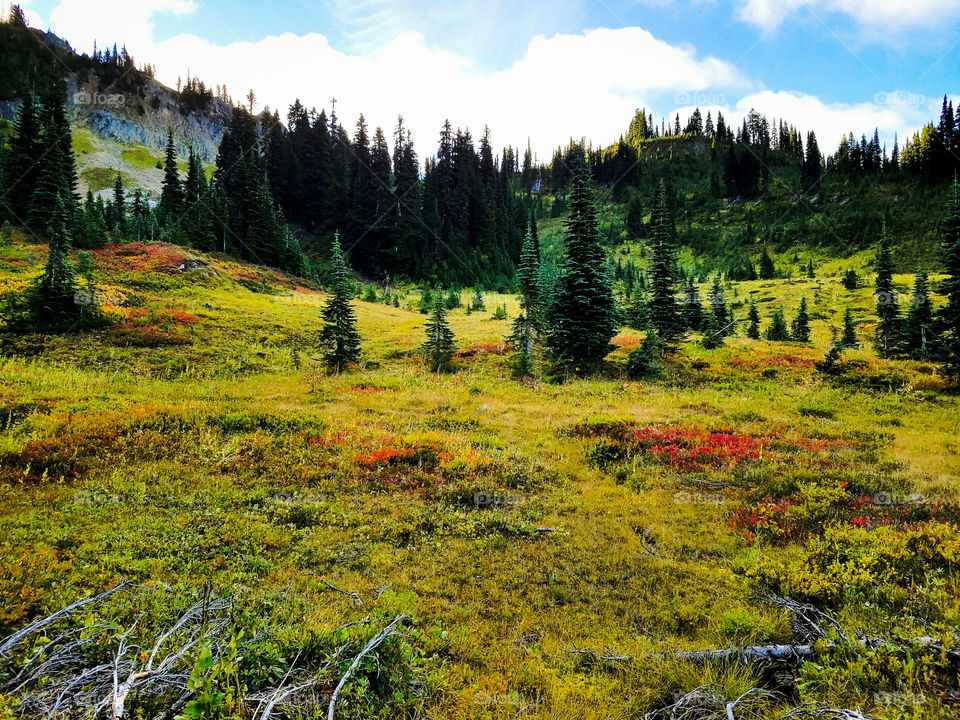 Scenic view of forest in autumn