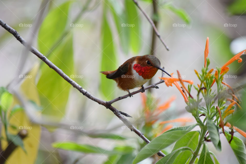 Hummingbird feeding on new blossoms of honeysuckle flowers in spring