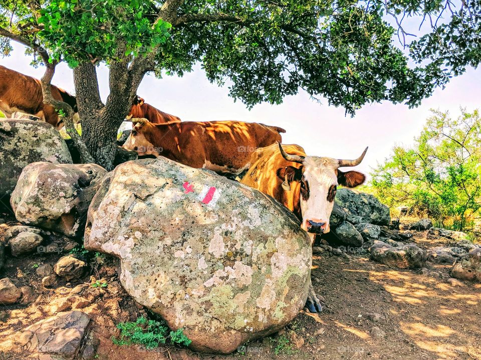 Cow encounter along a hiking trail of the Yahudiya Nature Reserve