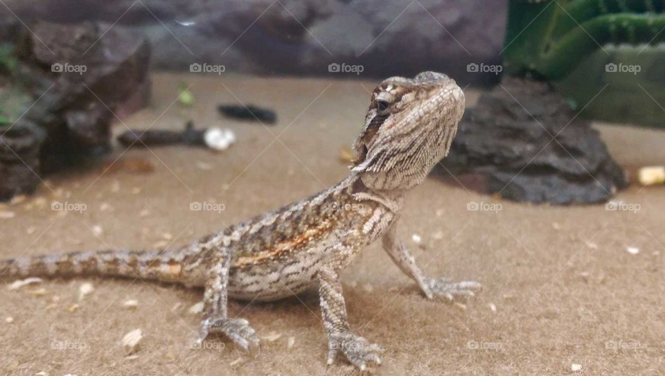 bearded dragon lizard in sand