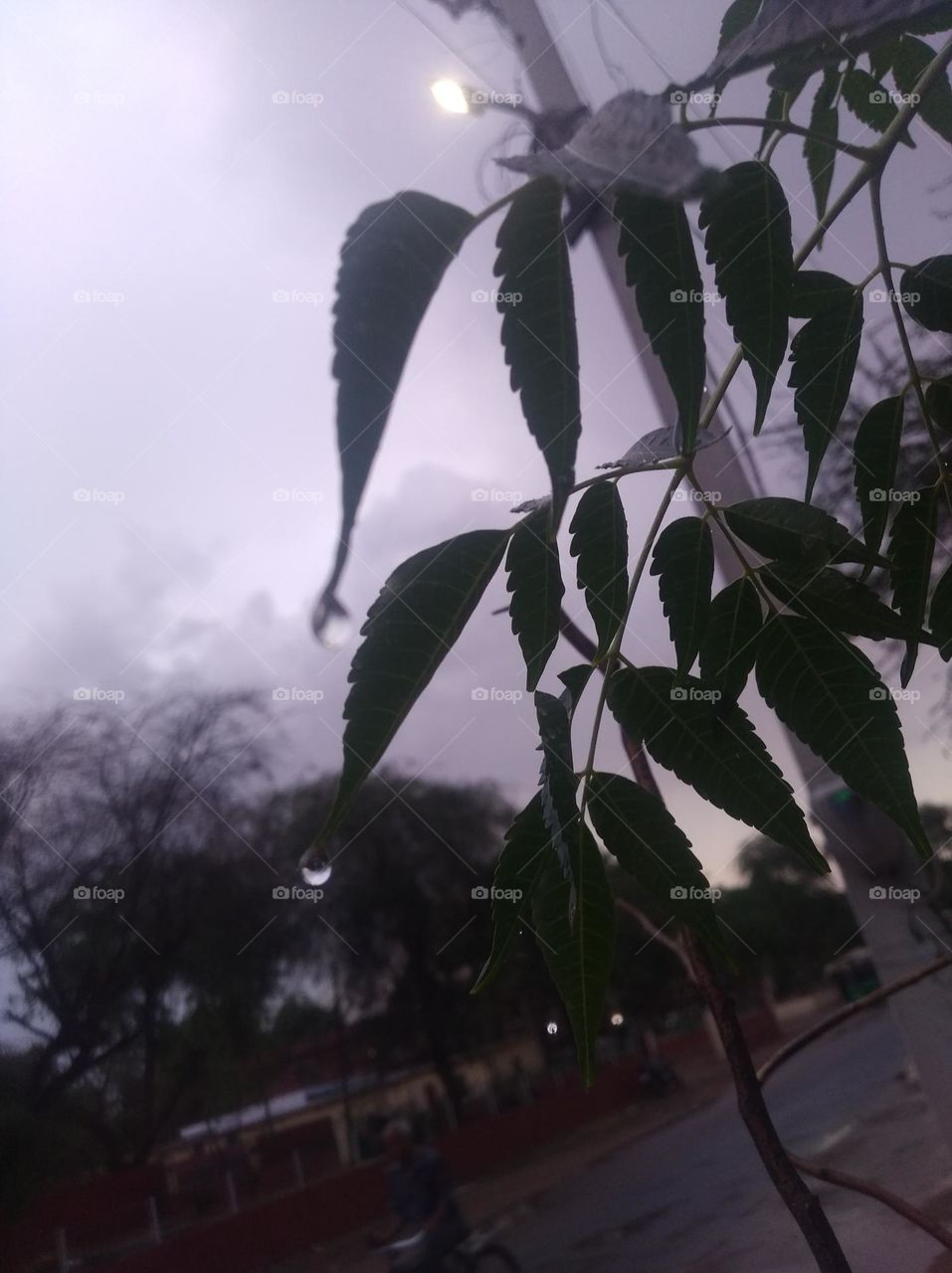 submitted this photo for mission rainy citie a rainy secene, evening time green leaves looking, water drops on the leaves, clouds scattered