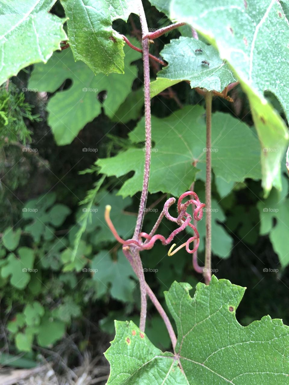 Closeup of pink vines tangling in the undergrowth. Nature creates abstract design of green leaves and twirling stems.