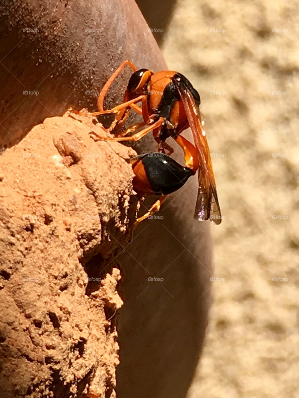 Mud-Dauber Wasp, South Australia, foraging in mud nest