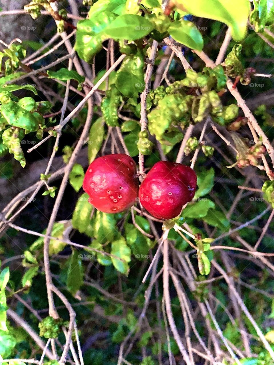 Not an apple nor a berry, it’s just a fruit from the tree. However, what caught my eye is beautiful and classy.