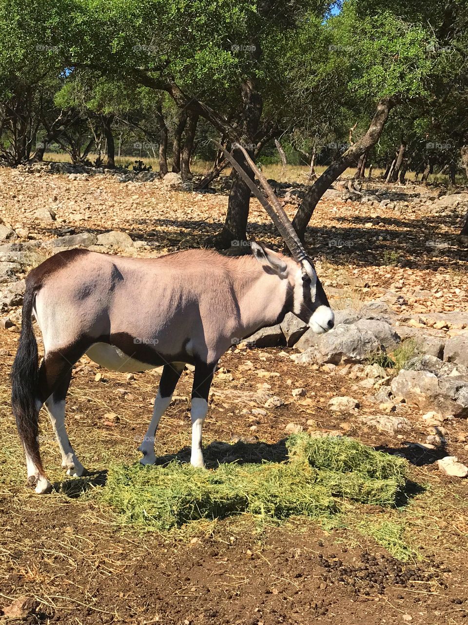 Gemsbok