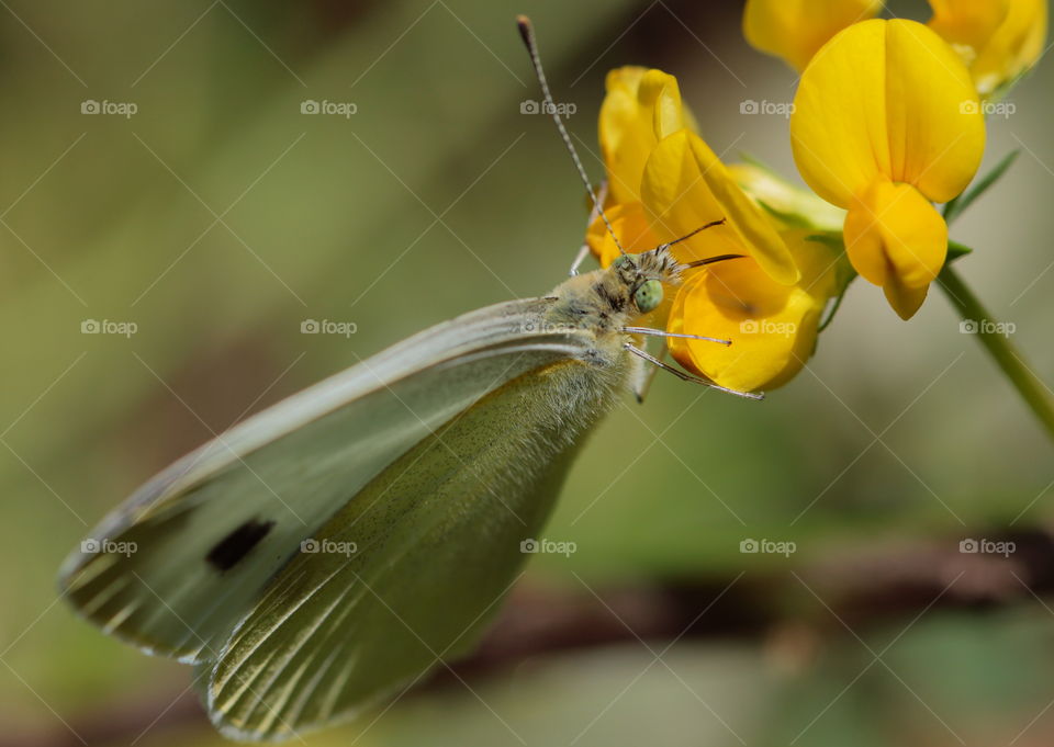 Butterfly On Flower