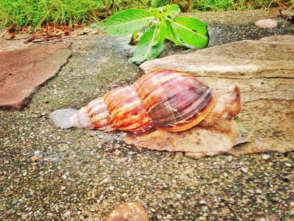 Simon the snail in his own little world. Snapped on a small island in Thailand 