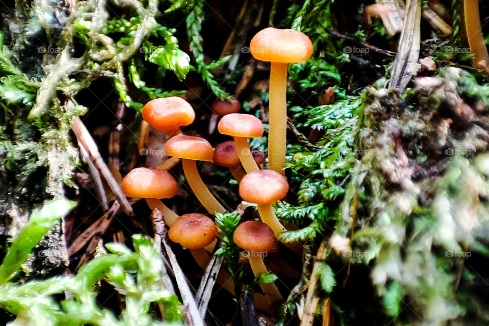 The macro mushrooms