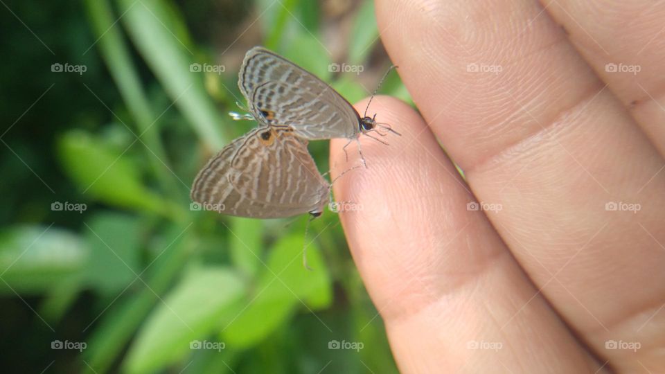 A pair of little butterflies perched on the fingertips