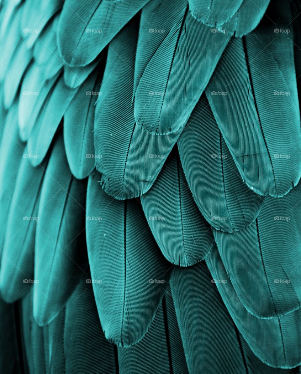 Teal Feathers 