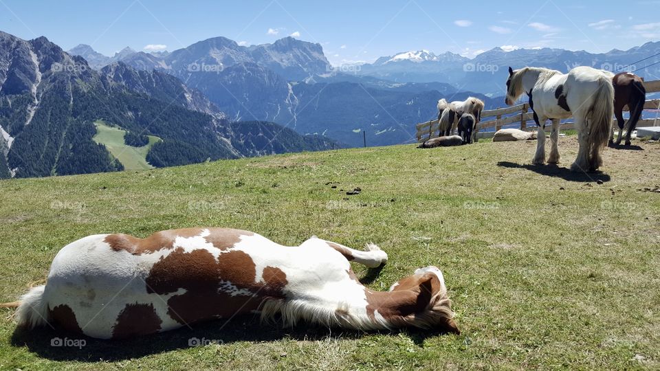 Horses relaxing on the top of the mountain 