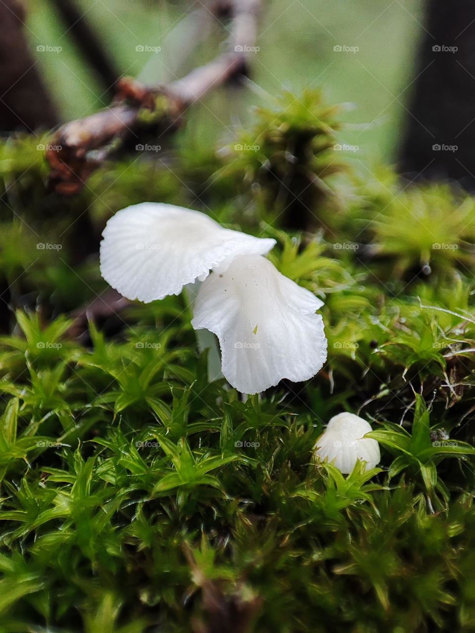 White small winter mushrooms Mycena alba macro on the mossy tree