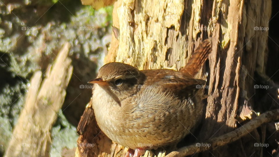 Wren