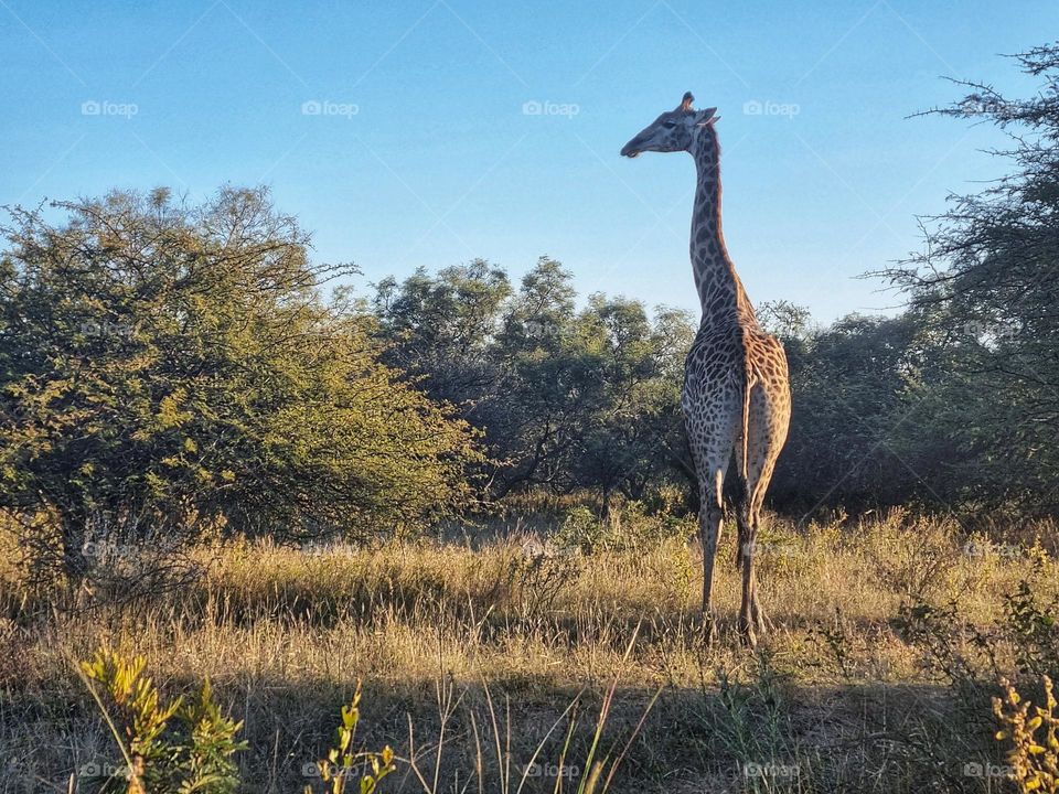 A lone giraffe grazing in the afternoon sun.