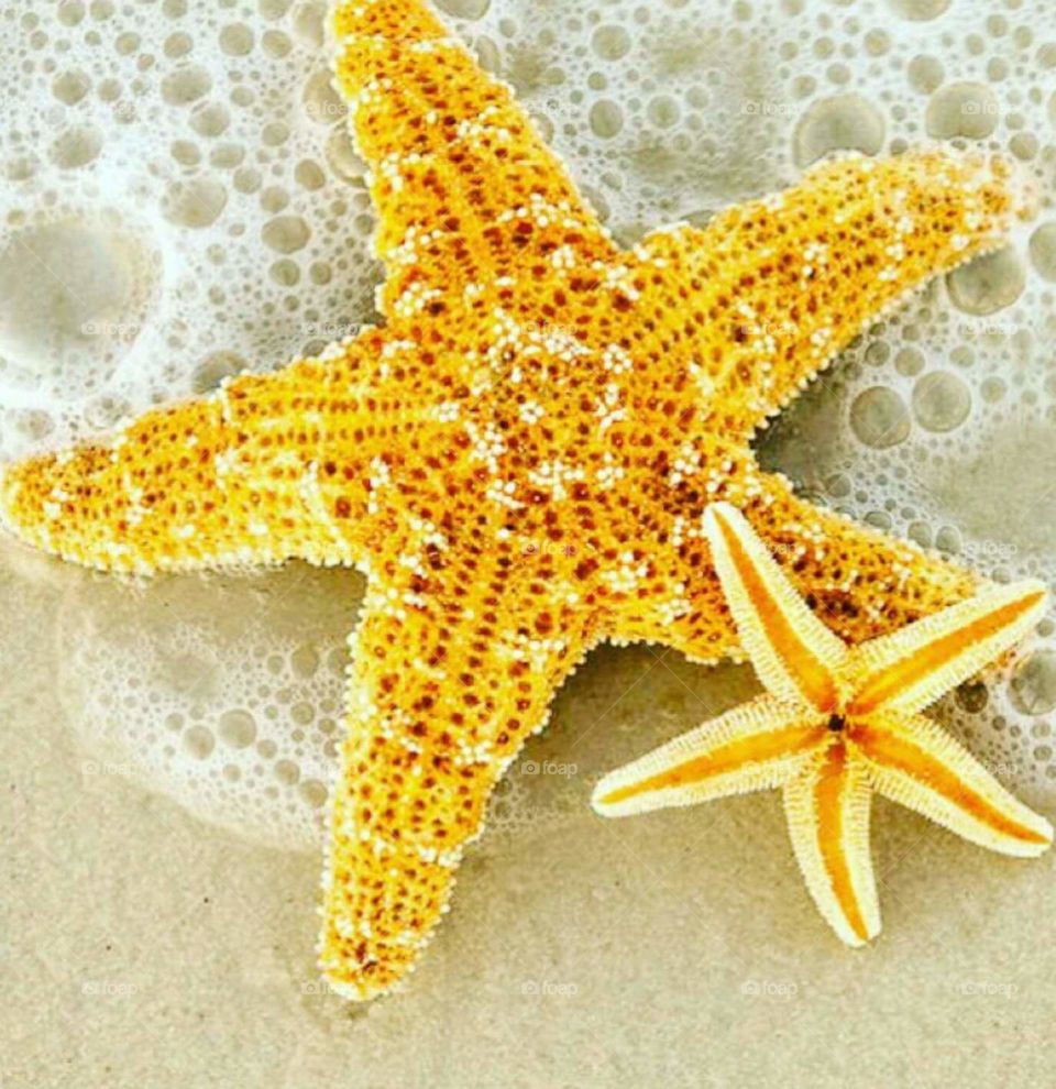 star fish