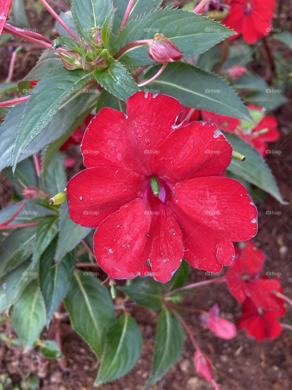 🌹 🇺🇸 Very beautiful flowers to brighten our day.  Live nature and its beauty. Did you like the delicate petals? / 🇧🇷 Flores muito bonitas para alegrar nosso dia. Viva a natureza e sua beleza. Gostaram das pétalas delicadas? 