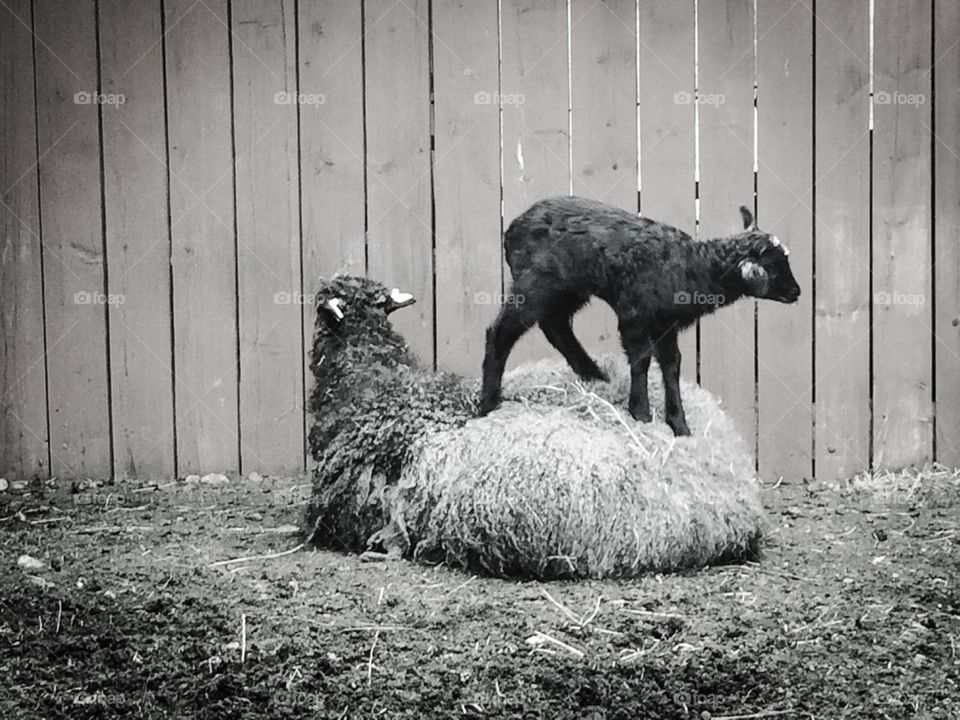 Sheep with lamb