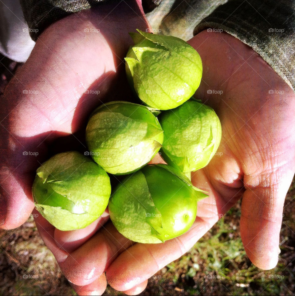 green hands vegetables ripe by serenitykennedy