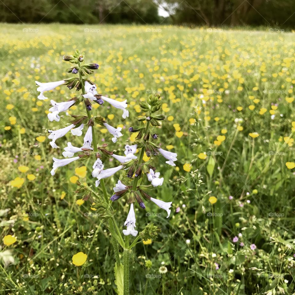 Field of blooms 