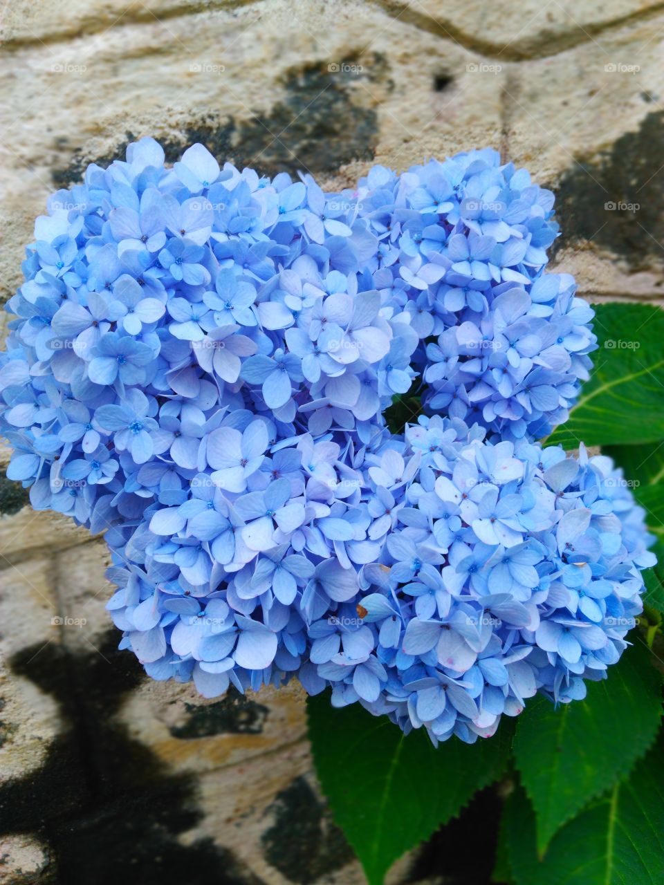 Hydrangea beauty.