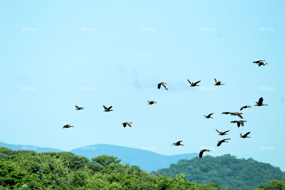 aves migratórias