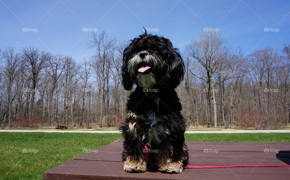 Enjoying Fresh Air. Dog on a picnic table by a river