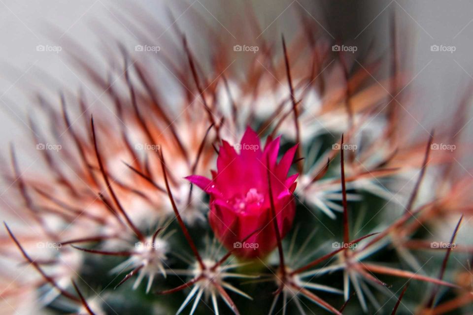 Cactus flower